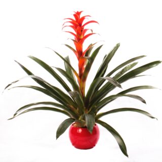 Bromelia