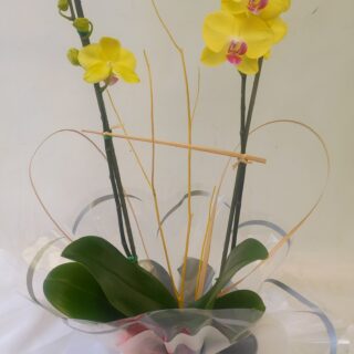 Orquídea 3
